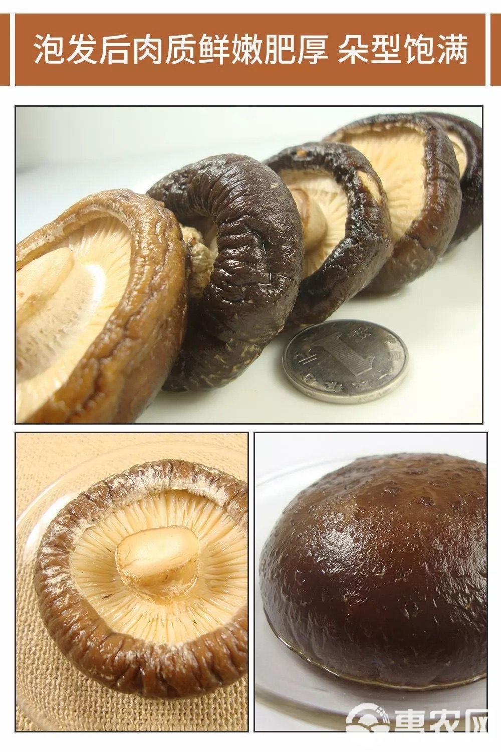 深山珍饈 野生冬菇與珍珠小香菇的養生之道