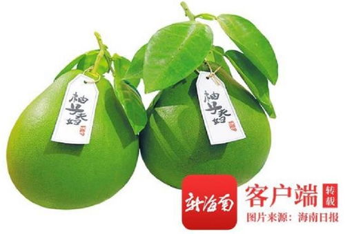 消博會(huì)澄邁柚子 國(guó)際農(nóng)民豐收節(jié)貿(mào)易會(huì)助推農(nóng)產(chǎn)品邁向全球市場(chǎng)